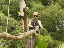 Arborist