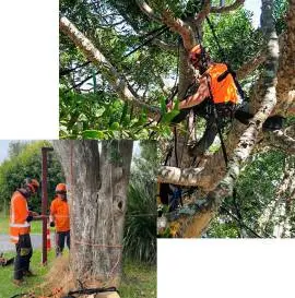 Tree Surgeon