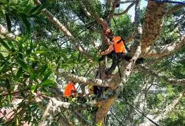 Tree Surgeon